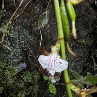 Elettaria ensal (Gaertn.) Abeyw.
